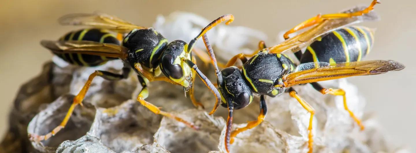 se débarrasser des insectes volants