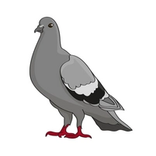 se débarrasser des pigeons