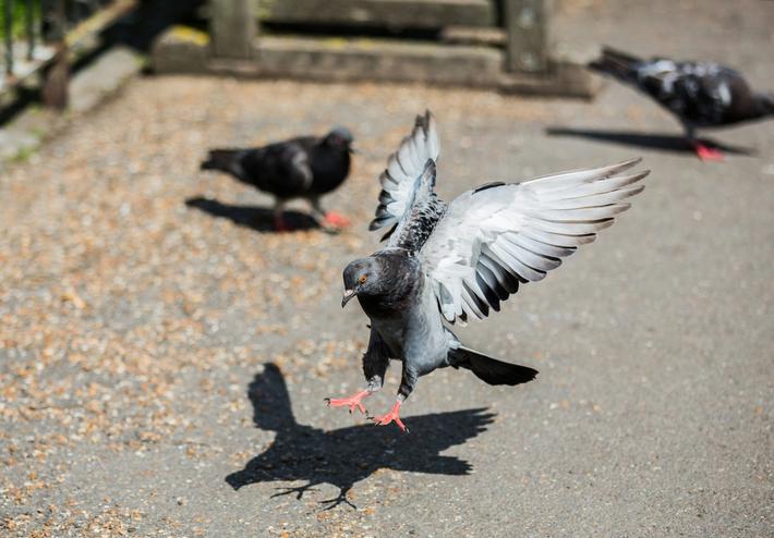 pigeon sauvages