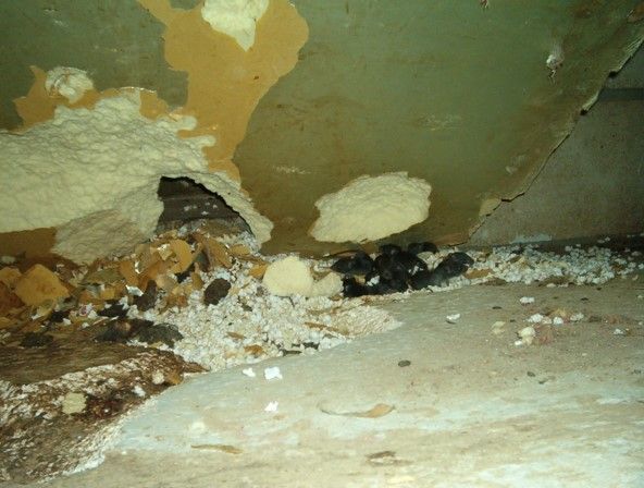 nid de souris dans l'isolatio