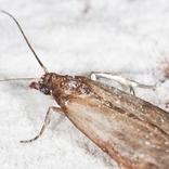 se débarrasser des insectes volants