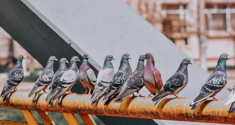 pigeons sur bâtiment 