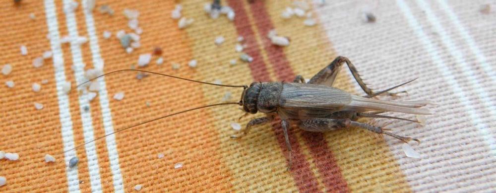 se débarrasser des grillons