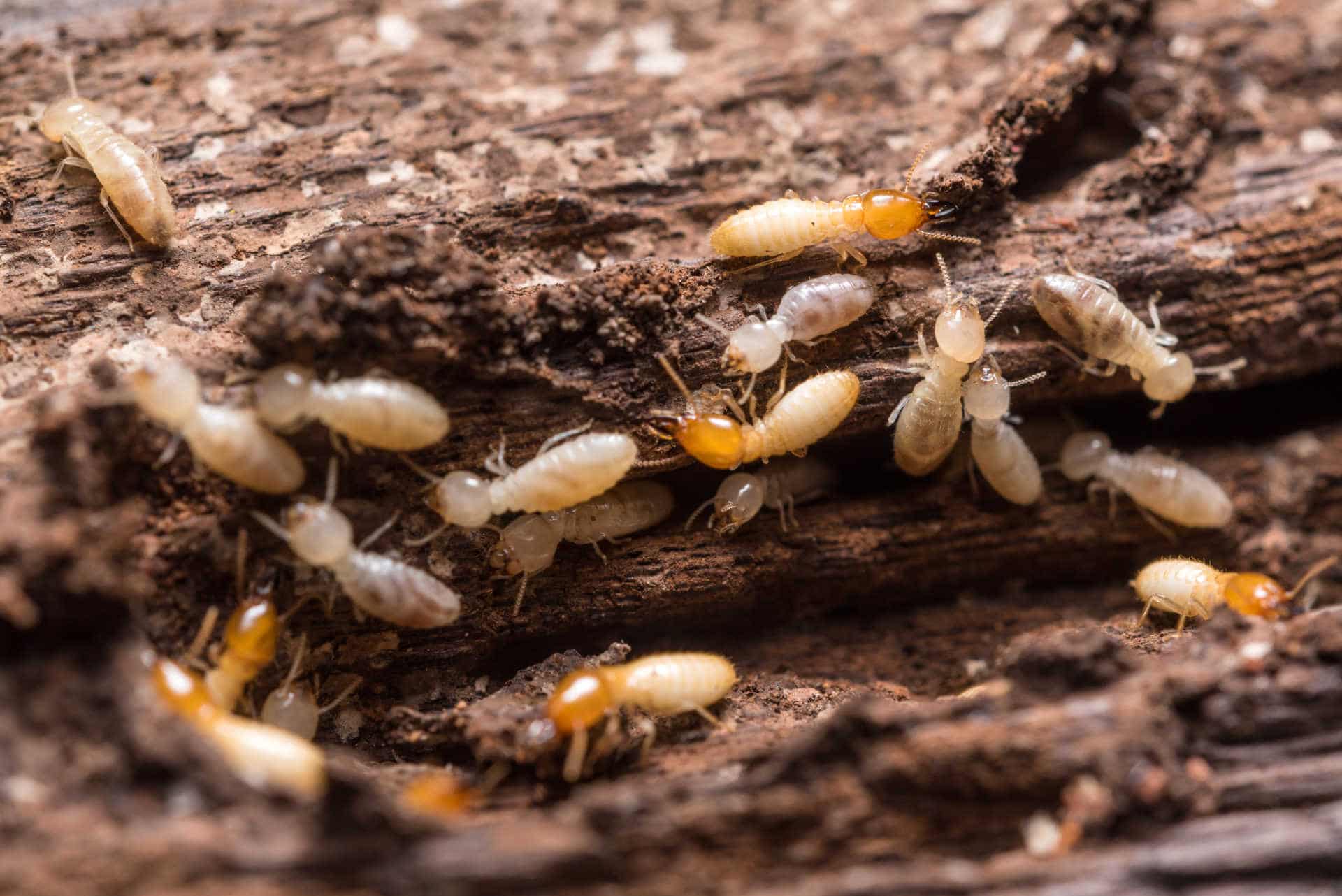Comment différencier les termites