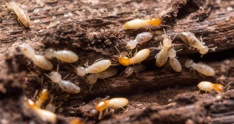Comment différencier les termites