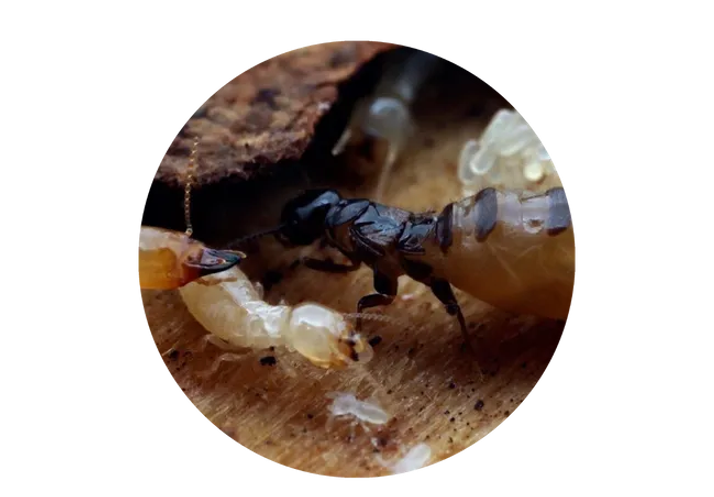Infestation des termites 