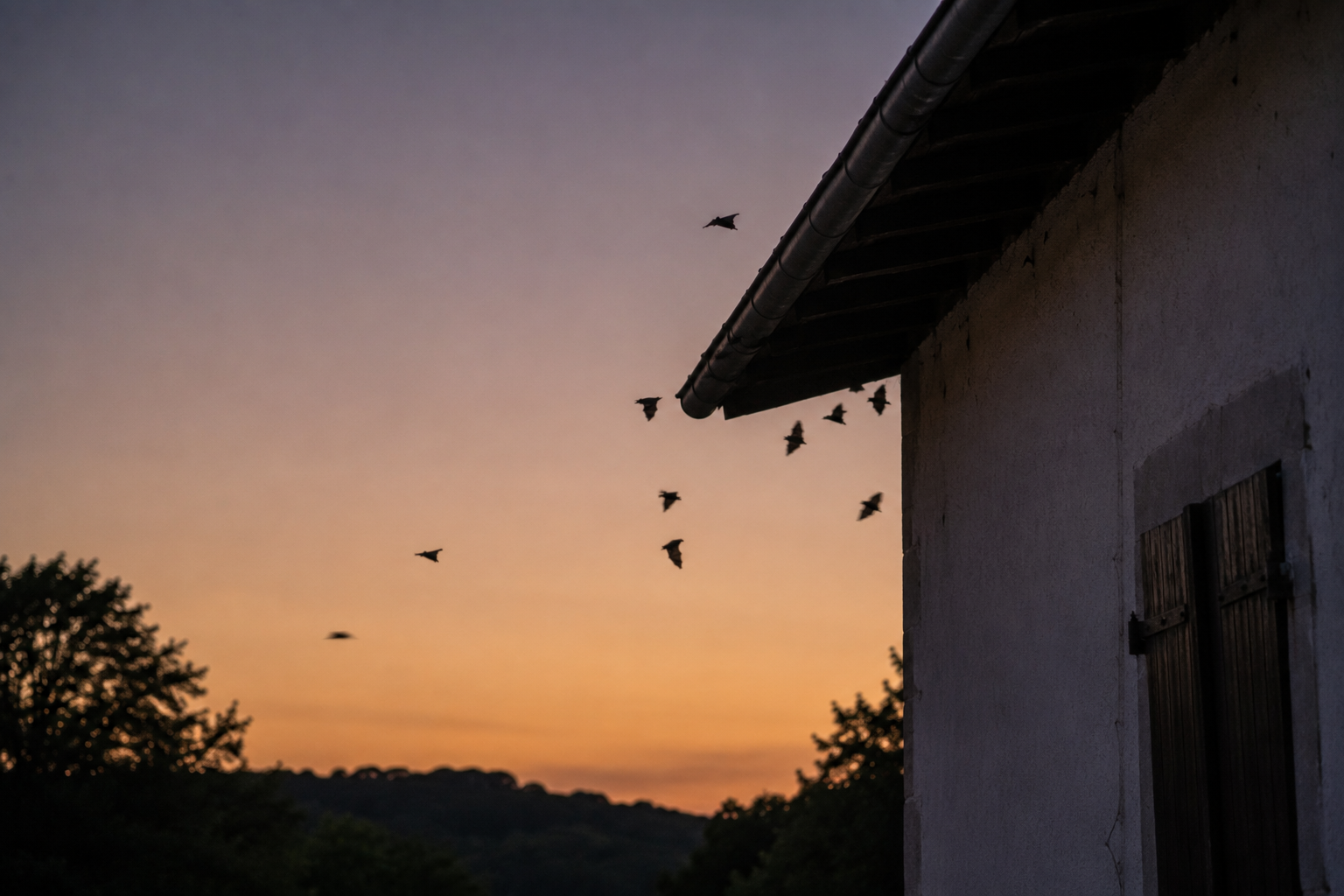 Silhouetted birds fly past a white building against a purple and orange sunset sky.
