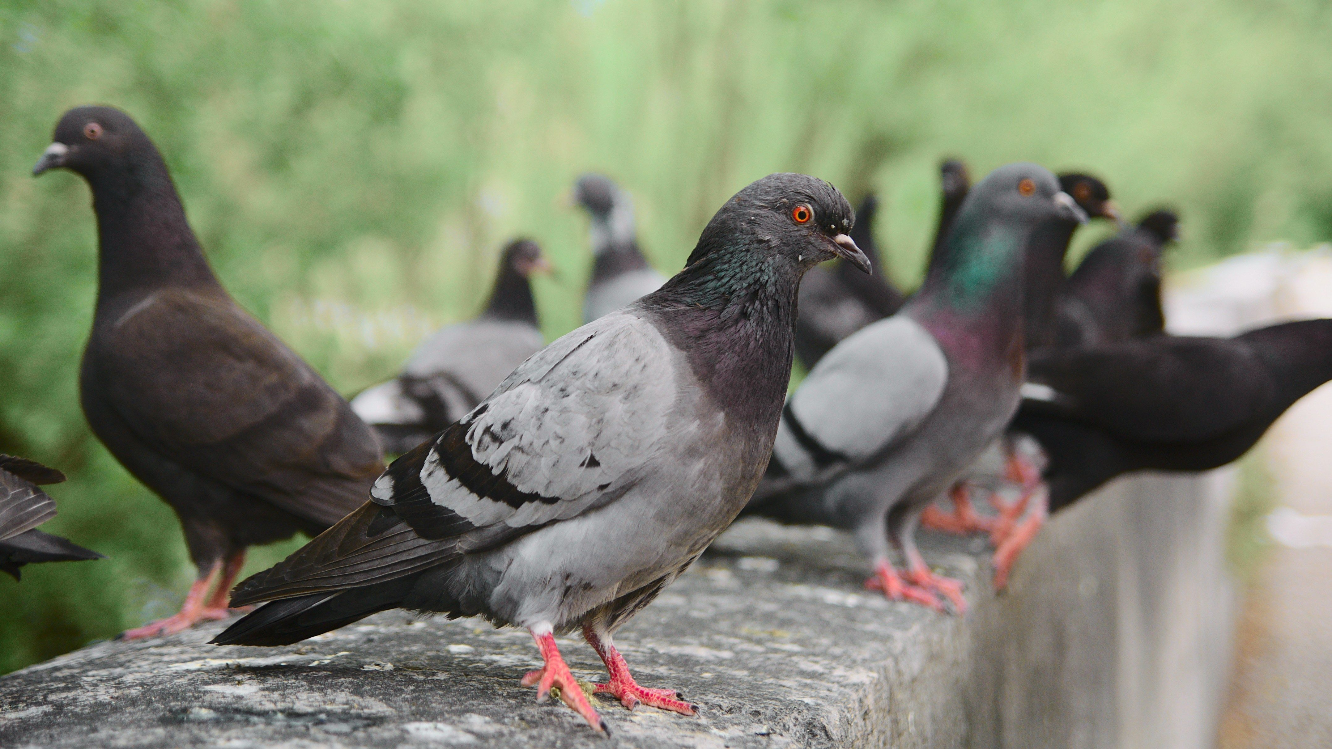 repulsif pigeon et services anti pigeon