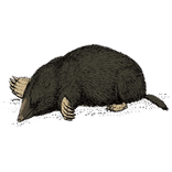 que faire contre taupes