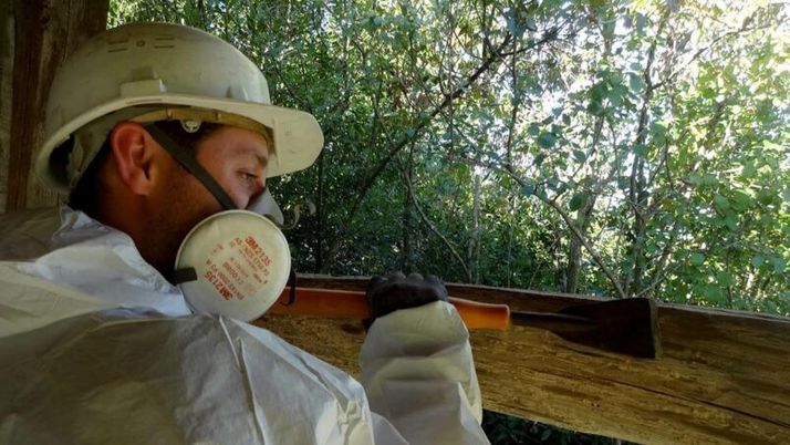 Buchage du bois infesté par insectes xylophages avant traitement curatif