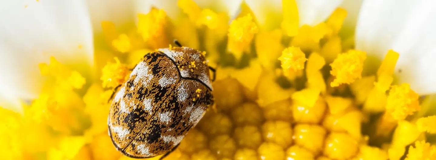 a quoi ressemble un anthrène des tapis ? 