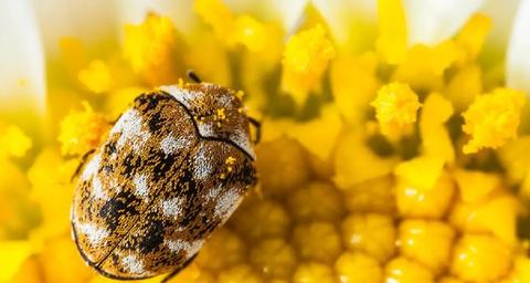 a quoi ressemble un anthrène des tapis ?