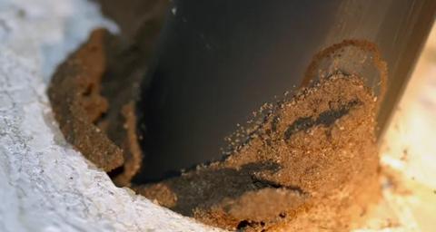 dommages causés par les termites