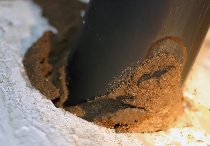 dégâts causés par les termites
