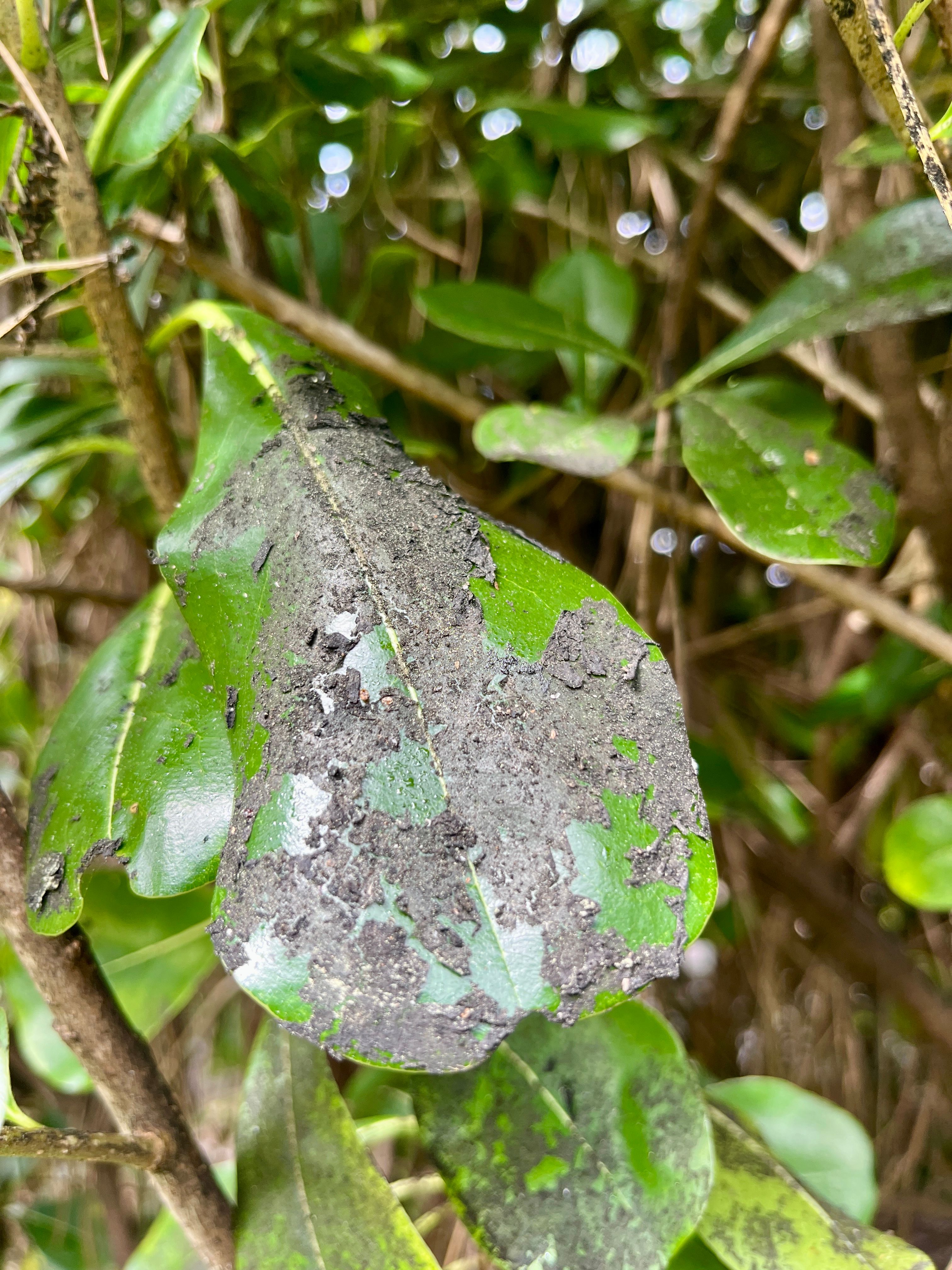 Fumagine noire sur les feuilles de vos arbres