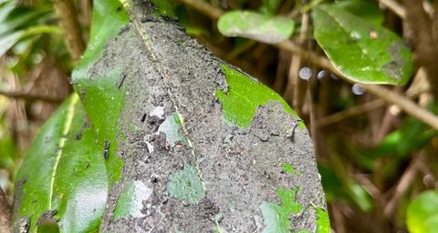 Danger de la fumagine noire sur vos feuilles