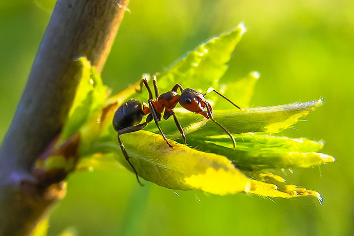 Fourmis