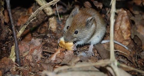 Prévenir les infestations de souris