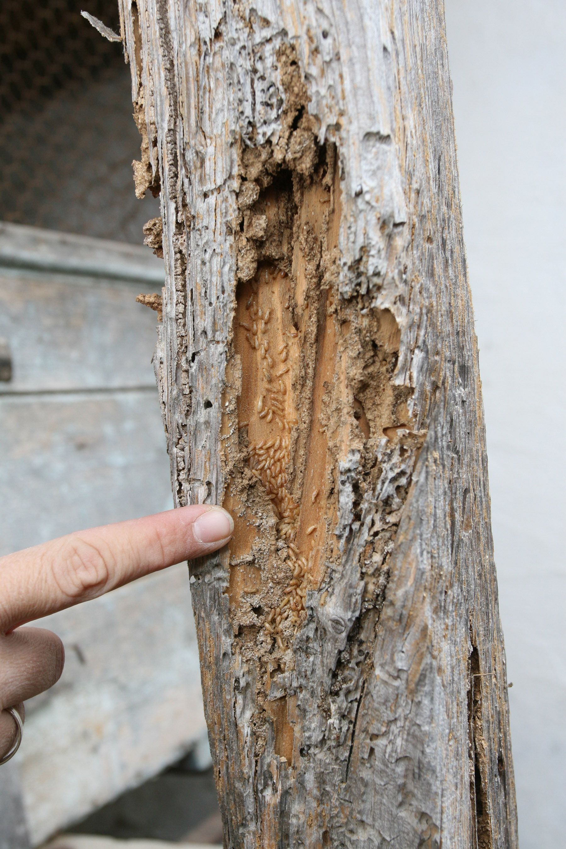 Présence de termites subterráneas (ou « termites du bois »)