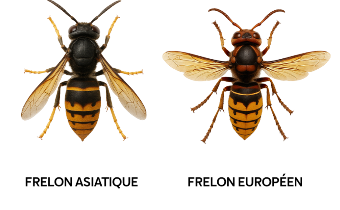 Frelons asiatiques ou européens : différences