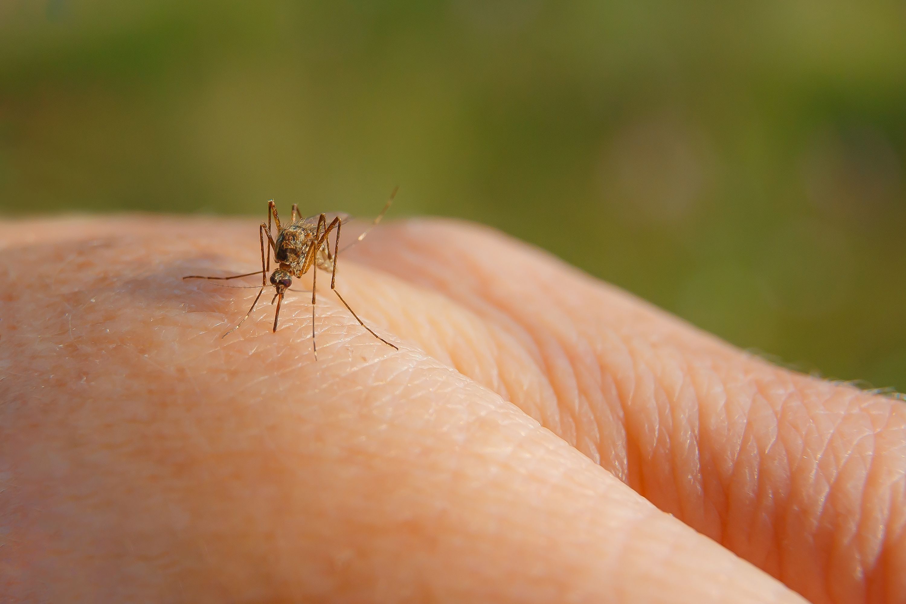 traitement anti-moustique à Orléans 