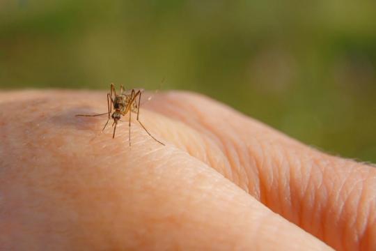 moustique piquant une main