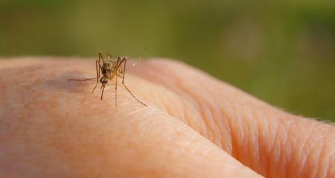 risque moustiques au printemps