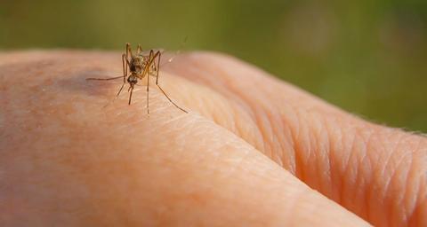 traitement anti-moustique à Orléans