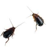 se débarrasser des cafards orientaux