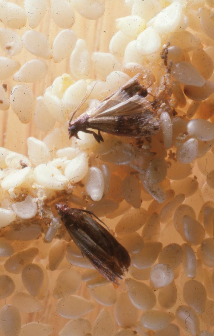 Présence de mites des denrées stockées sur des grains