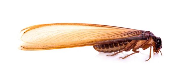 Termite volante photo, caractéristiques 