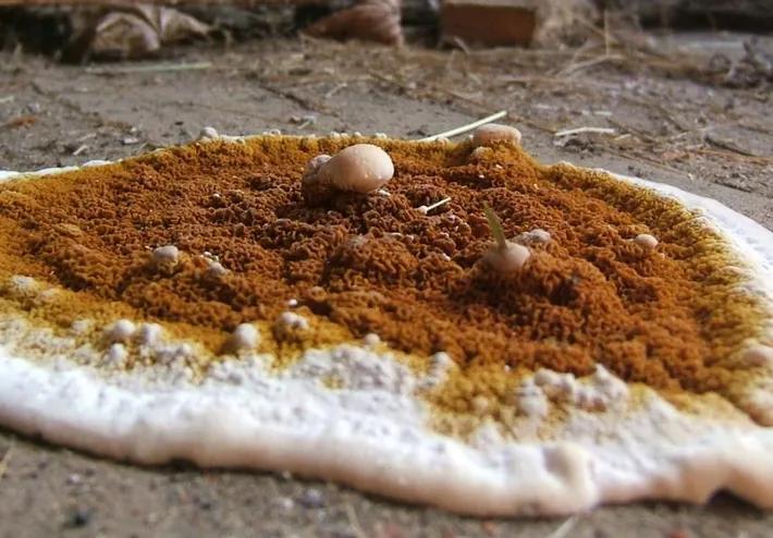 traitement Mérule champignon 