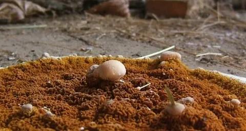 traitement Mérule champignon