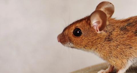 souris dans la maison