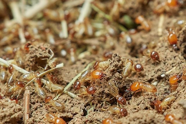 La durée de vie d'une colonie de termites