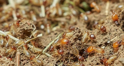La durée de vie d'une colonie de termites