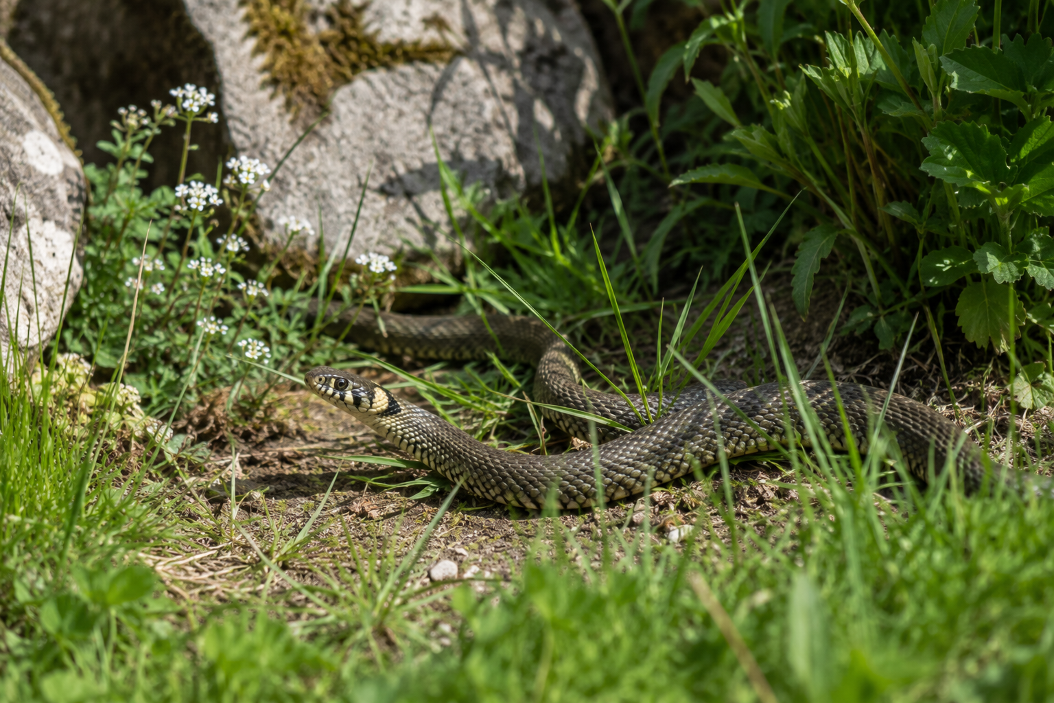 A grass snake with yellow collar markings, amidst grass and rocks.