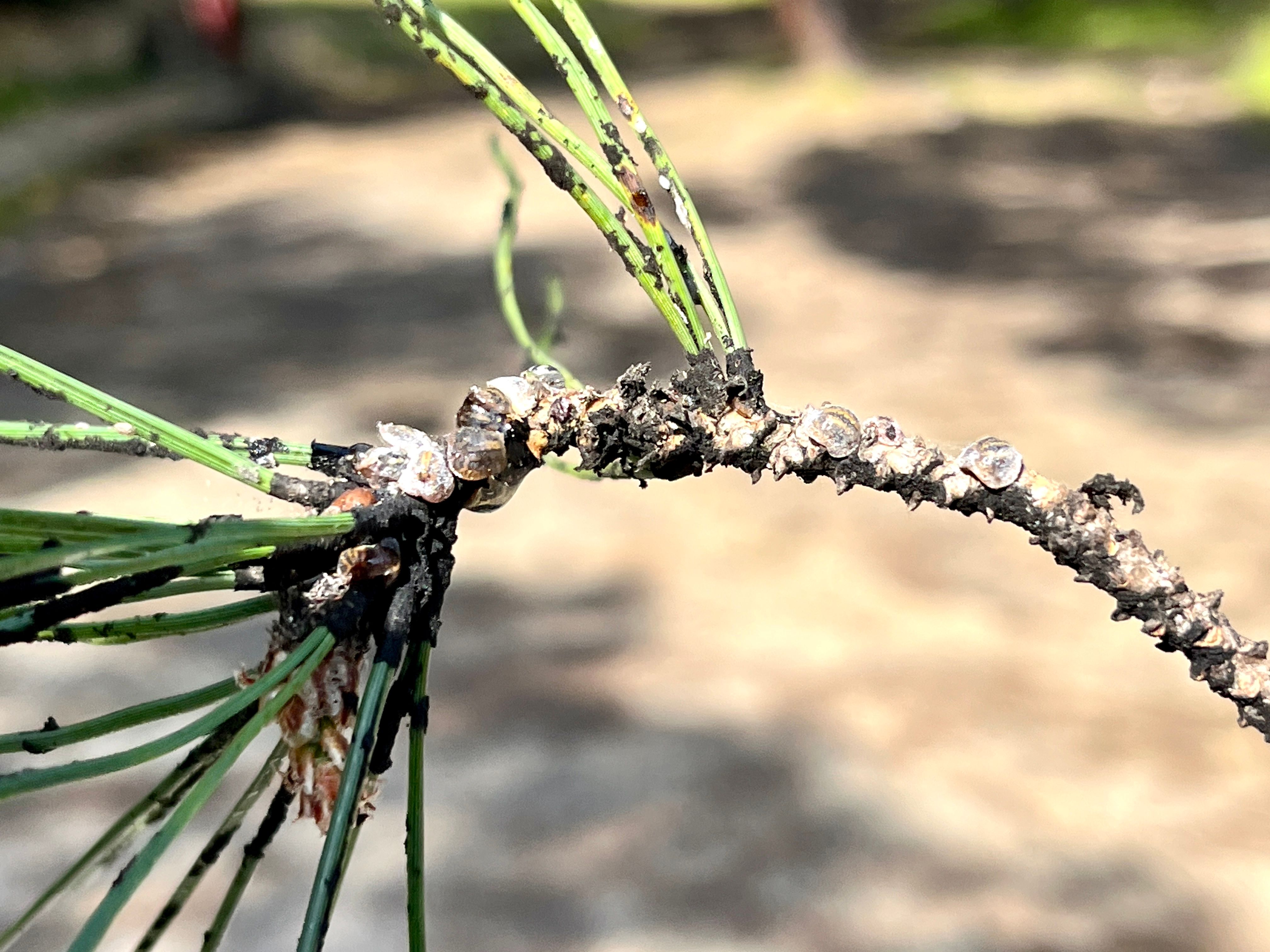 cochenille tortue du pin ou Toumeyella parvicornis