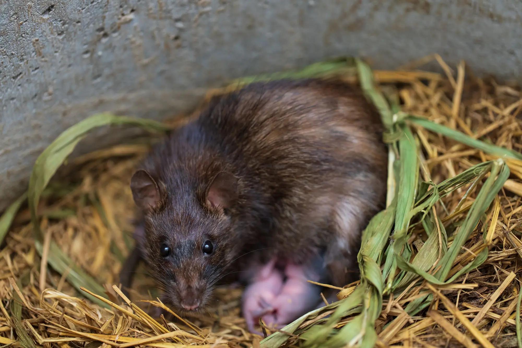 image d'un jeune bébé rat