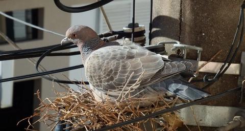 empêcher les pigeons de faire leur nid à l'aide d'un filet ou de pointes