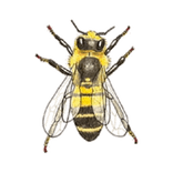 Pourquoi protéger les abeilles ?