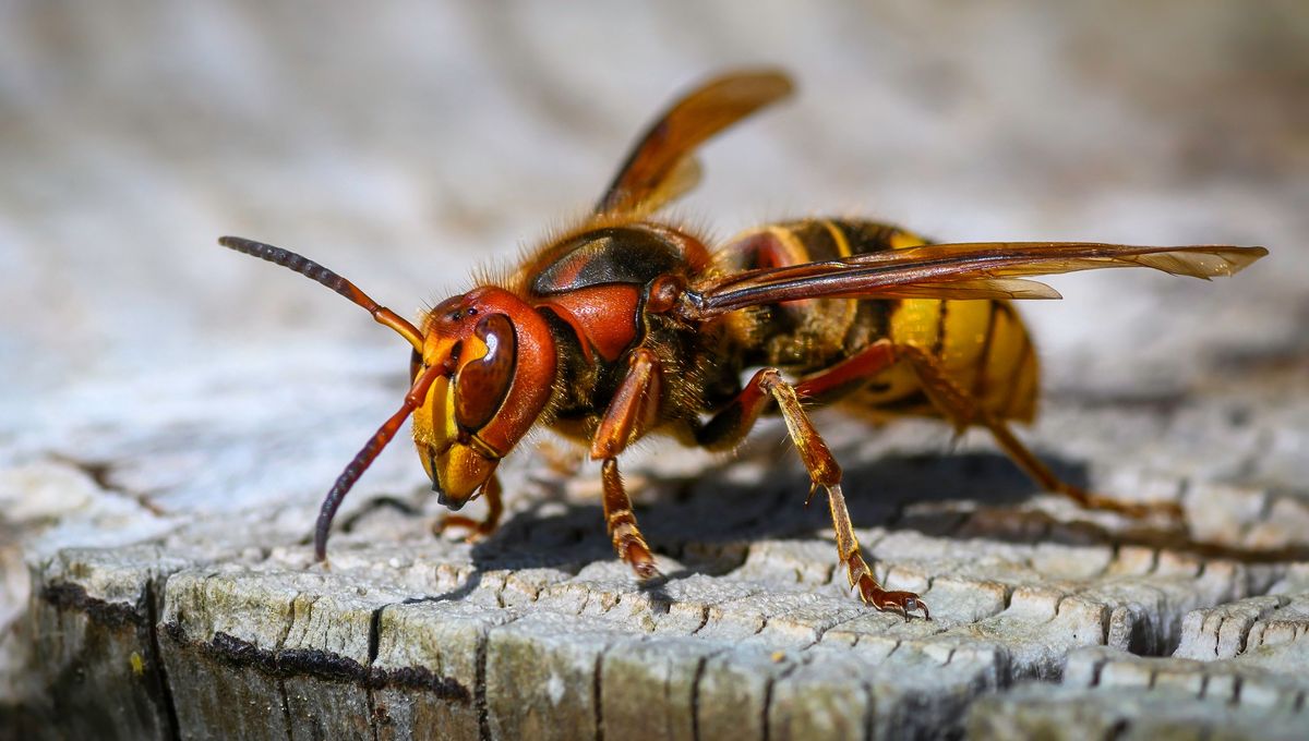 En savoir plus sur le frelon européen 