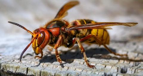 En savoir plus sur le frelon européen