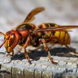 En savoir plus sur le frelon européen