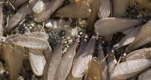 colonie de termites ailés 