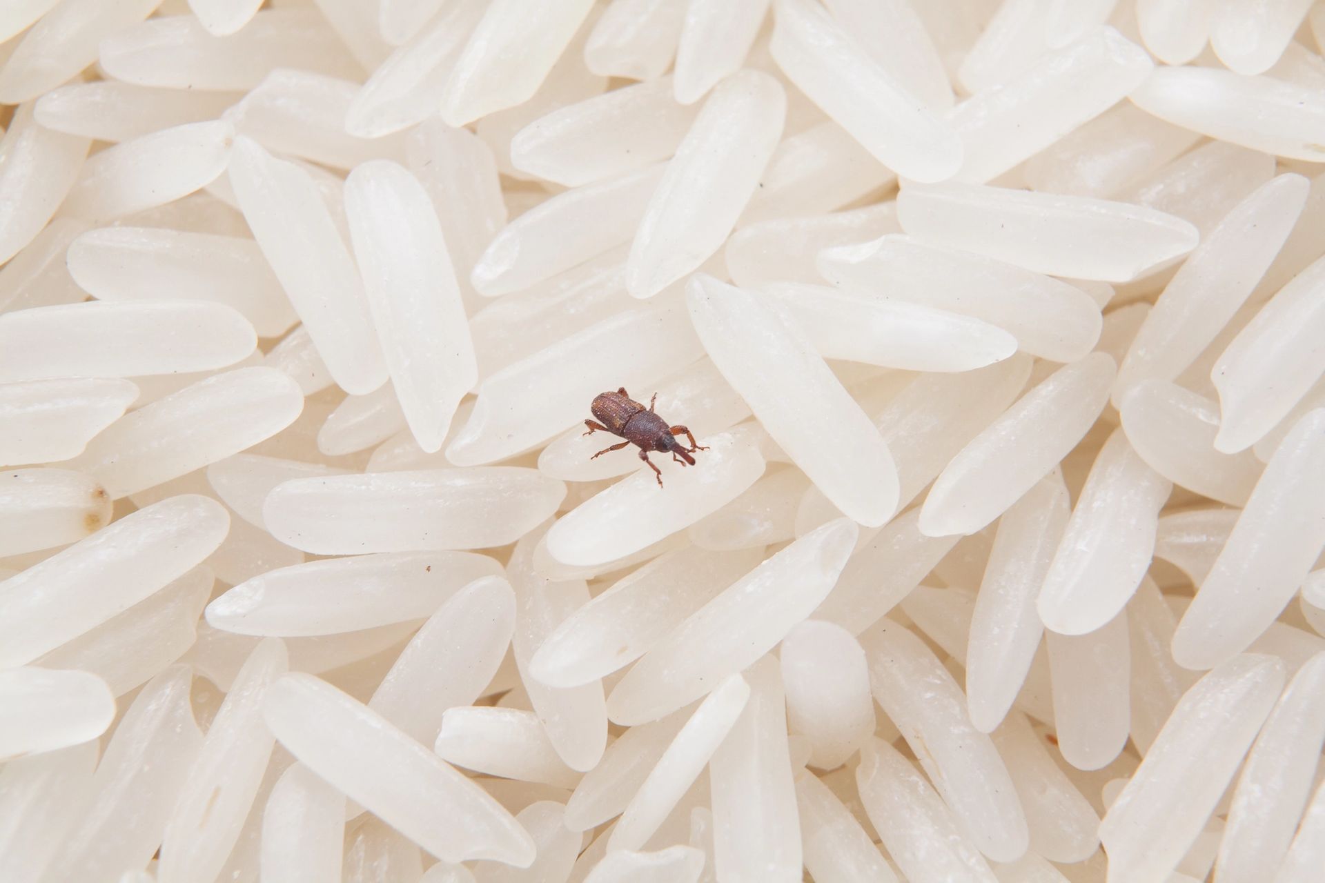 Comment se débarrasser des charançons