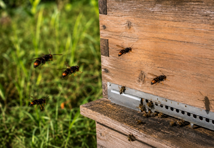 Ruche en bois au soleil attaquée par des frelons