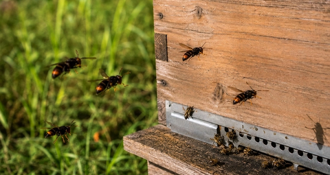 Ruche attaquée par des frelons asiatiques