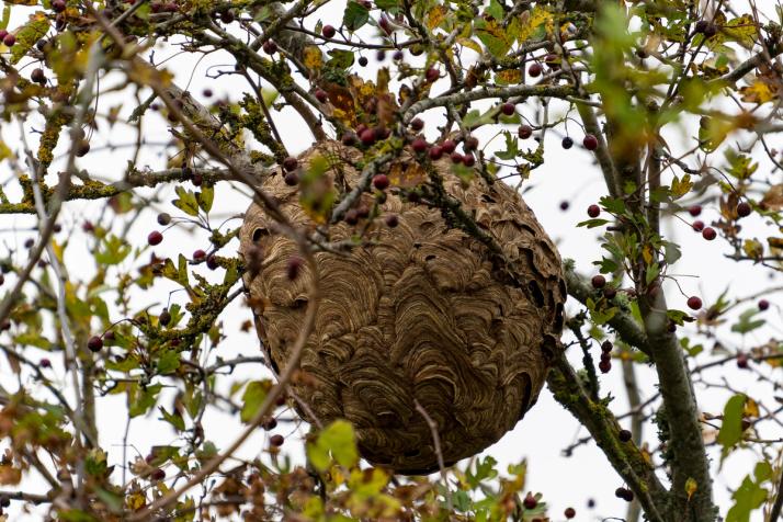 Grand nid secondaire de frelon asiatique dans un arbre