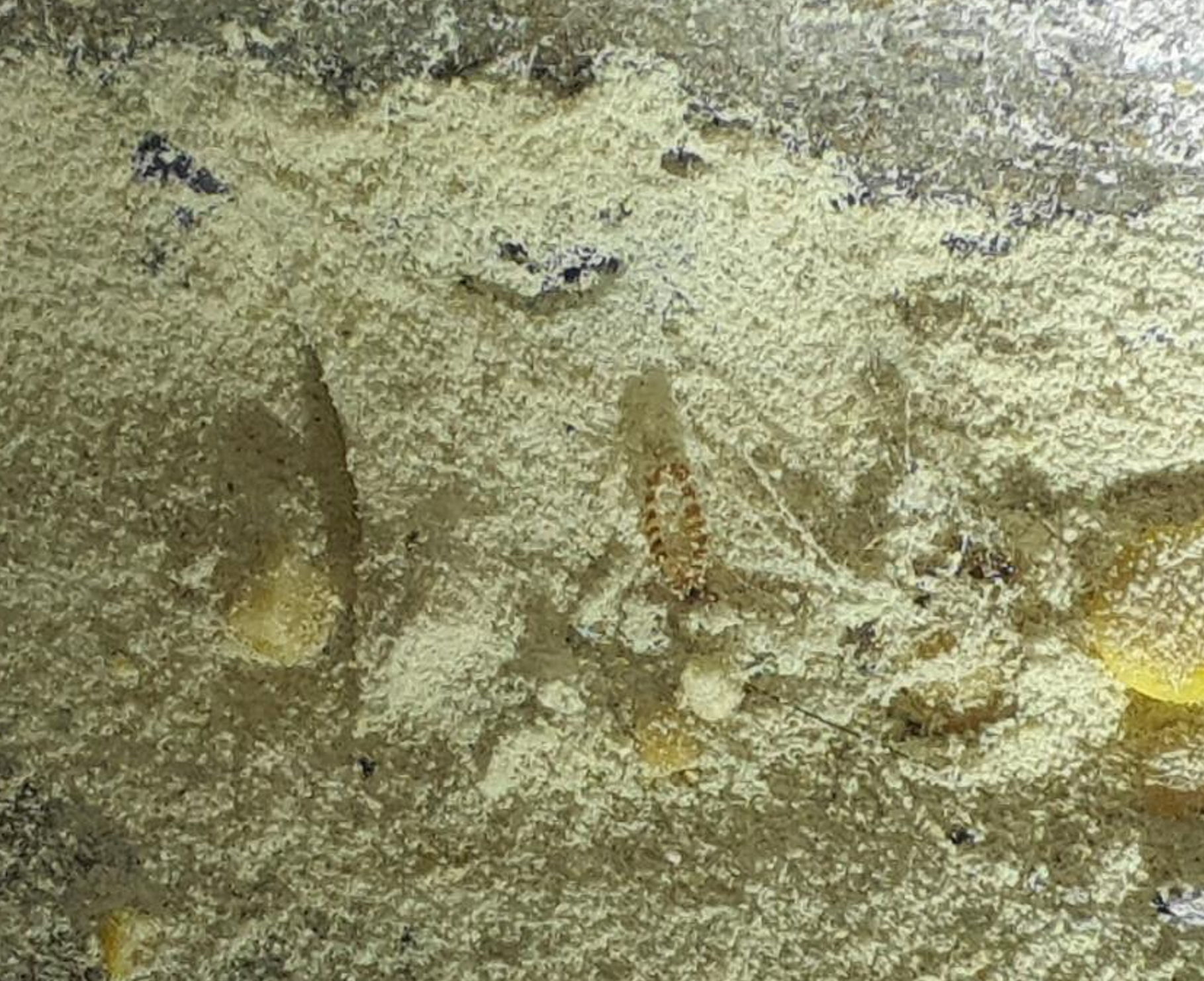 farine infestée d'insectes 